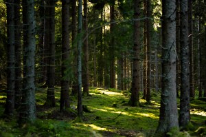 15426535751_36a9747a00_o